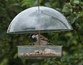 2009-0609-Sparrow-1130-12,7C